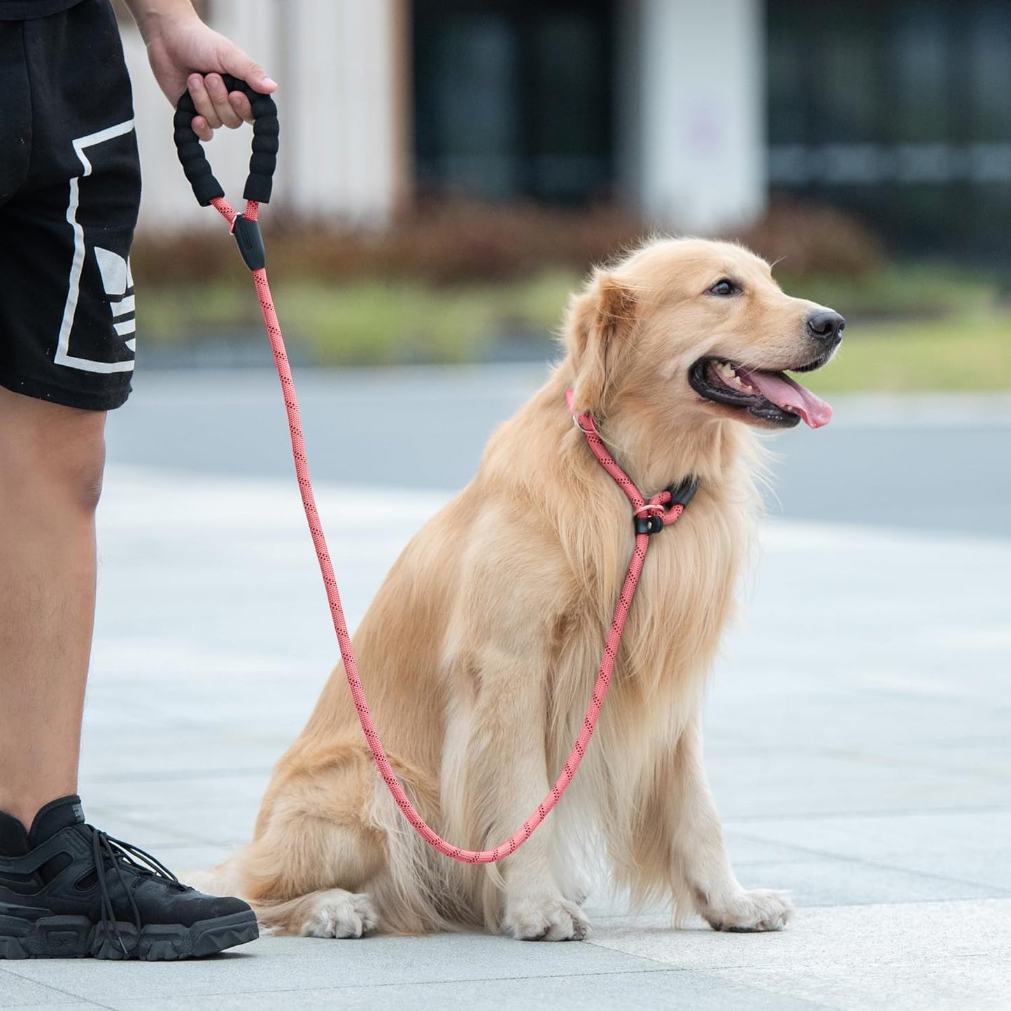 Durable Slip Lead Dog Leash with Padded Handle & Reflective Threads – No-Pull Training Leash for Dogs (3/8" x 6 FT)