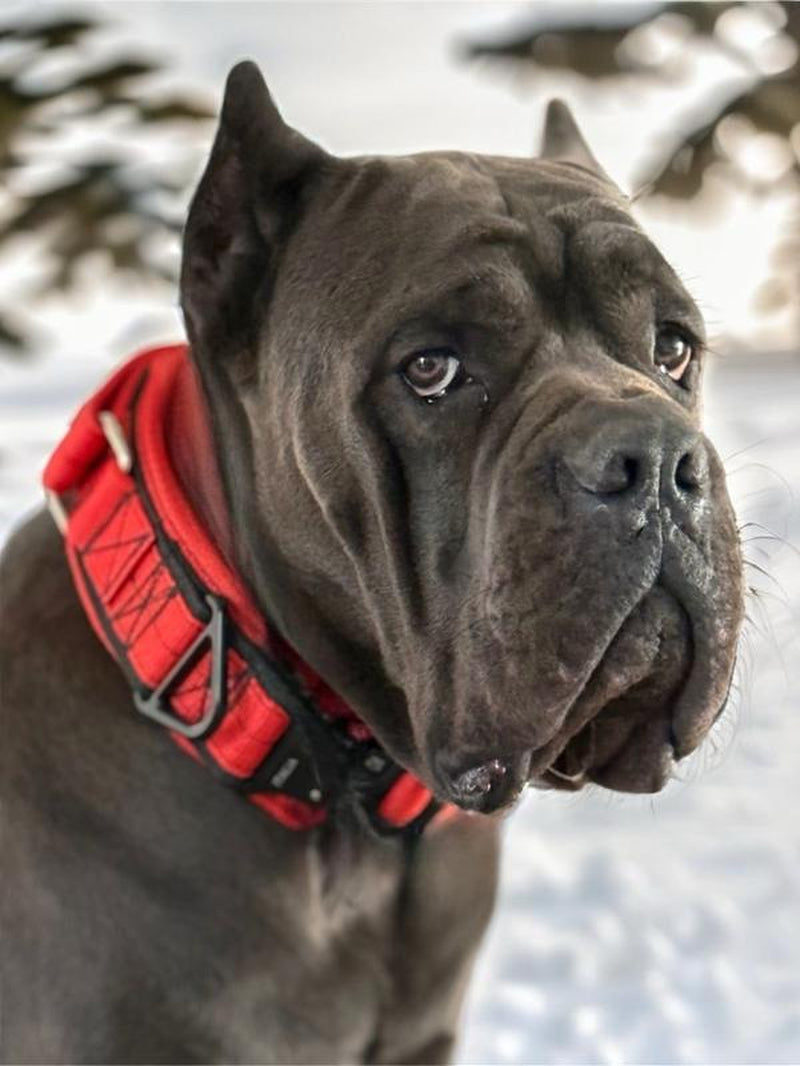 Tactical Dog Collar with Heavy-Duty Handle – Adjustable Military-Grade Nylon Training Collar with Metal Buckle for Medium & Large Dogs