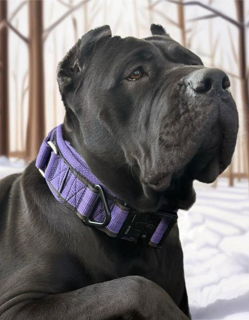 Tactical Dog Collar with Heavy-Duty Handle – Adjustable Military-Grade Nylon Training Collar with Metal Buckle for Medium & Large Dogs