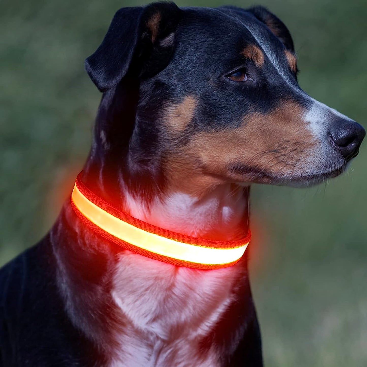 LED Dog Collar – Adjustable USB Rechargeable Light-Up Safety Collar, Super Bright Glow for Dogs