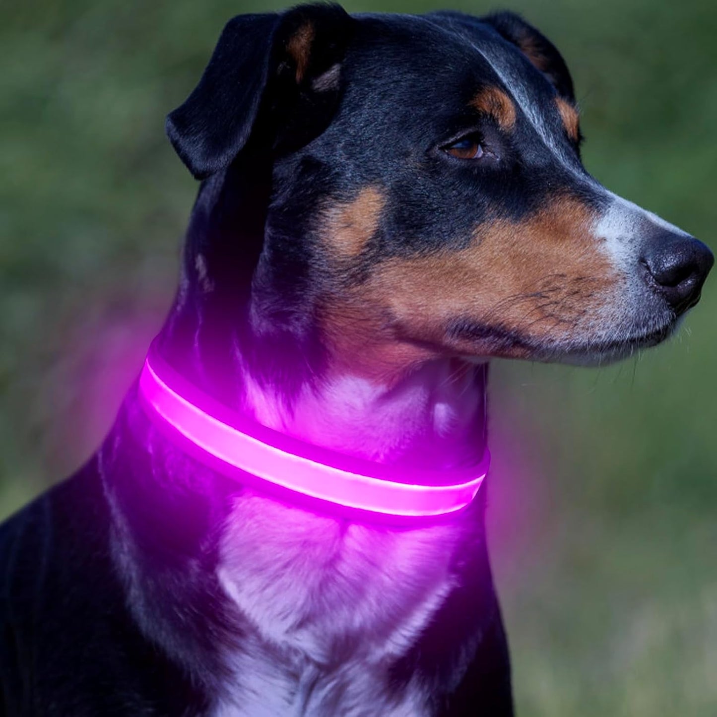 LED Dog Collar – Adjustable USB Rechargeable Light-Up Safety Collar, Super Bright Glow for Dogs